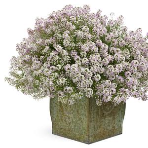 Lobularia maritima 'Blushing Princess'