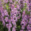 Angelonia angustifolia 'Steel Blue'