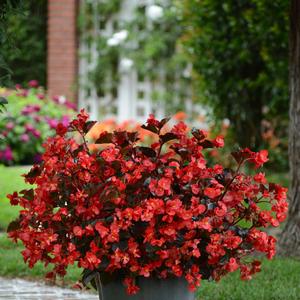 Begonia 'Red Bronze Leaf'