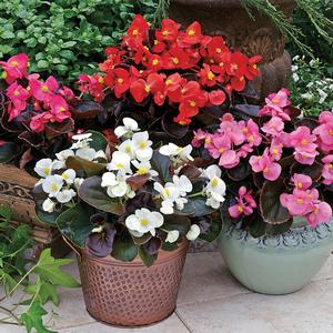 Begonia semperflorens 'Mix'