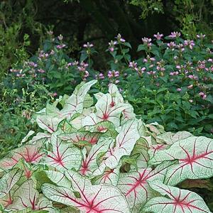 Caladium bicolor 'White Queen'