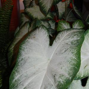 Caladium x hortulanum 'Aaron'