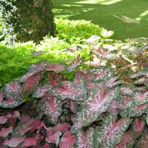 Caladium x hortulanum 'Carolyn Whorton'