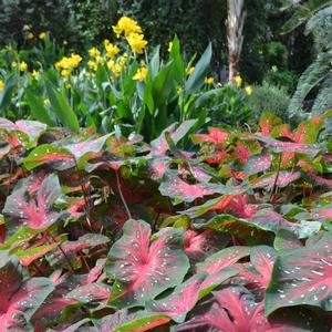 Caladium x hortulanum 'Red Flash'