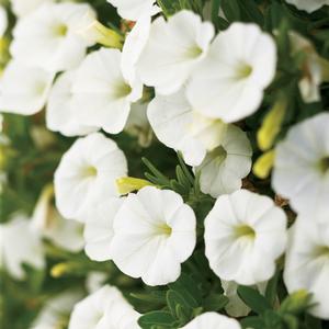 Calibrachoa 