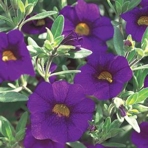 Calibrachoa 'Blue'