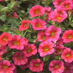 Calibrachoa 'Cherry Red'