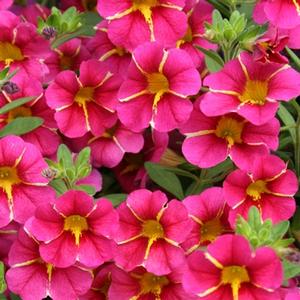 Calibrachoa 'Cherry Star'