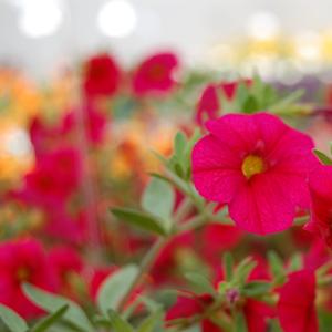 Calibrachoa 'Classic Red'