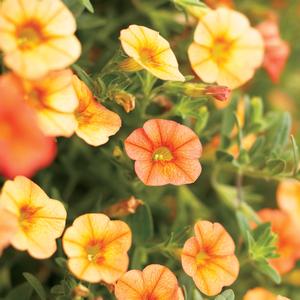 Calibrachoa 'Dreamsicle'