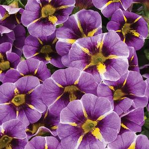 Calibrachoa 'Evening Star'