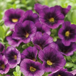 Calibrachoa 'Grape Punch'