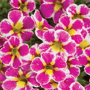 Calibrachoa 'Holy Cow!™'