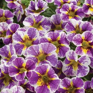 Calibrachoa 'Holy Smokes!'