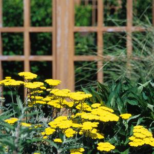 Achillea millefolium 'Moonshine'