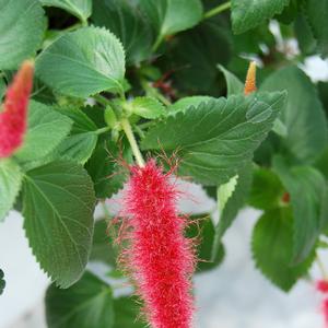 Acalypha pendula 