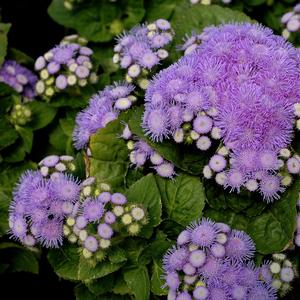 Ageratum houstonianum 'Aloha Blue'