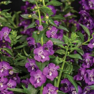 Angelonia 'Super Blue'