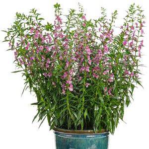 Angelonia 'Super Pink'