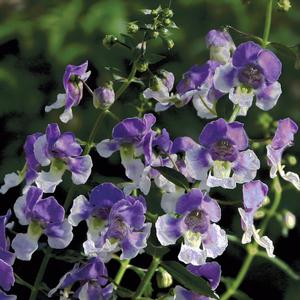 Angelonia 'Wedgwood Blue'