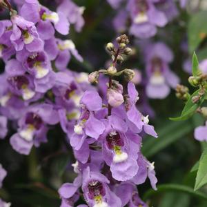 Angelonia angustifolia 'Blue Sky'