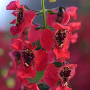 Angelonia angustifolia 'Cherry Red'