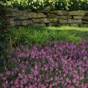 Angelonia angustifolia 'Lavender Pink'