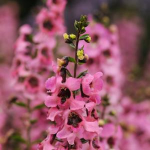 Angelonia angustifolia 'Pink'