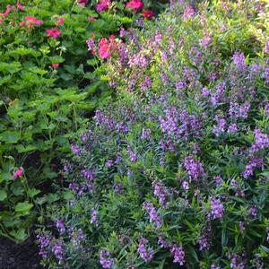 Angelonia angustifolia 'Raspberry'