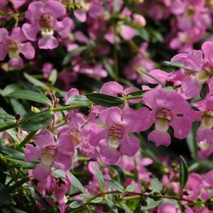 Angelonia angustifolia 'Spreading Pink'