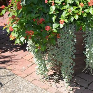 Dichondra argentea 'Silver Falls'