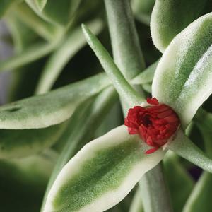 Dorotheanthus bellidiformis 'Mezoo Trailing Red'