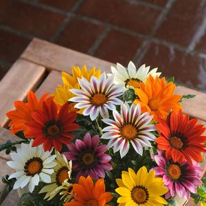 Gazania rigens 'Mix'