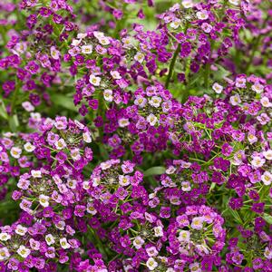 Lobularia 'Dark Knight™'