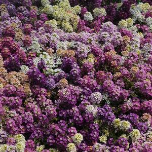 Lobularia maritima 'Easter Basket Mix'