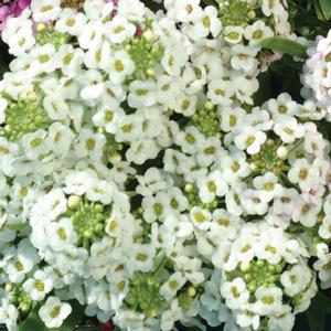 Lobularia maritima 'White'