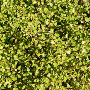 Muehlenbeckia axillaris 'Nana'