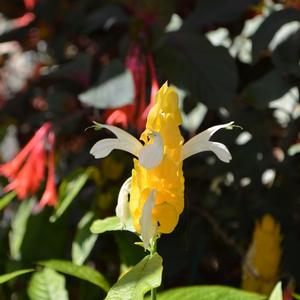 Pachystachys lutea 