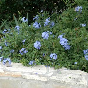 Plumbago auriculata 'Escapade Blue'