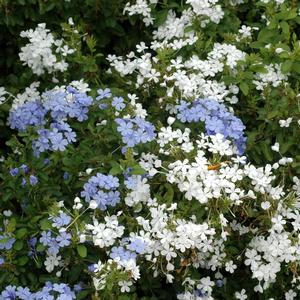 Plumbago auriculata 'Escapade White'