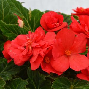 Begonia x tuberhybrida 'Deep Rose'