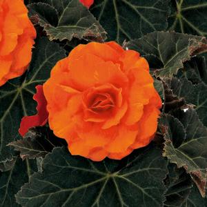 Begonia x tuberhybrida 'Mocca Deep Orange'