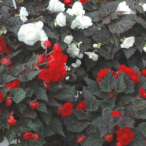 Begonia x tuberhybrida 'Mocca Scarlet'