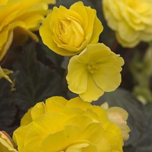 Begonia x tuberhybrida 'Mocca Yellow'