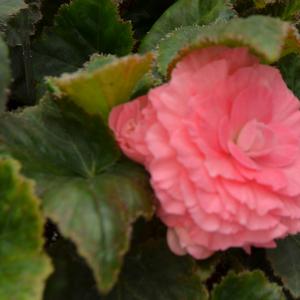 Begonia x tuberhybrida 'Pink'