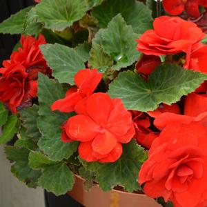 Begonia x tuberhybrida 'Red'