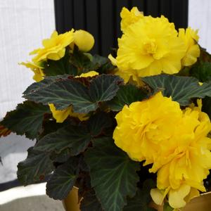 Begonia x tuberhybrida 'Yellow'