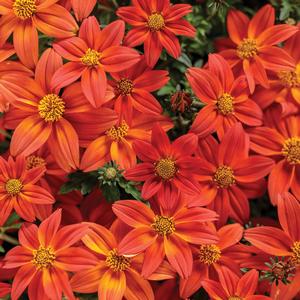 Bidens 'Campfire Flame'