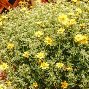 Bidens ferulifolia 'Goldilocks Rocks'