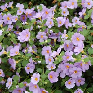 Sutera cordata 'Jumbo Deep Lavender'